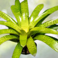 Vriesea Plant 6" Mint Julip Bromeliad - Unique Mottled Green Foliage - Vriesea Mint Julip