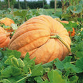 Pumpkin Seeds for Planting, 10 Count, Atlantic Giant, Cucurbita pepo, Large Ornamental Pumpkin Seeds