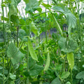 Sugar Snap Peas Seeds 1LB Non-GMO Roher Sugar Lace 11, Self-Supporting Variety, 69 Days Maturity