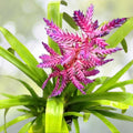 Bromeliad Plant - Aechmea Del Mar - Tropical Indoor Houseplant - Ornamental Decor for Home - Exotic Greenery