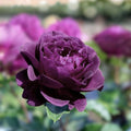Purple Lavender Rose Bush Live Plant, Rosa hybrida 'Paradise', Fragrant Flowering Shrub with Red Edges, 1-2' Size