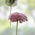 Queen Anne's Lace Seeds 250 Pack - Wildflower Seeds for Planting - Daucus carota - Native American Wildflower Seeds - Made in USA