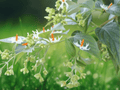 5 Seeds Nyctanthes arbor-tristis Night Flowering Jasmine Coral Jasmine Fragrant Ornamental Tree