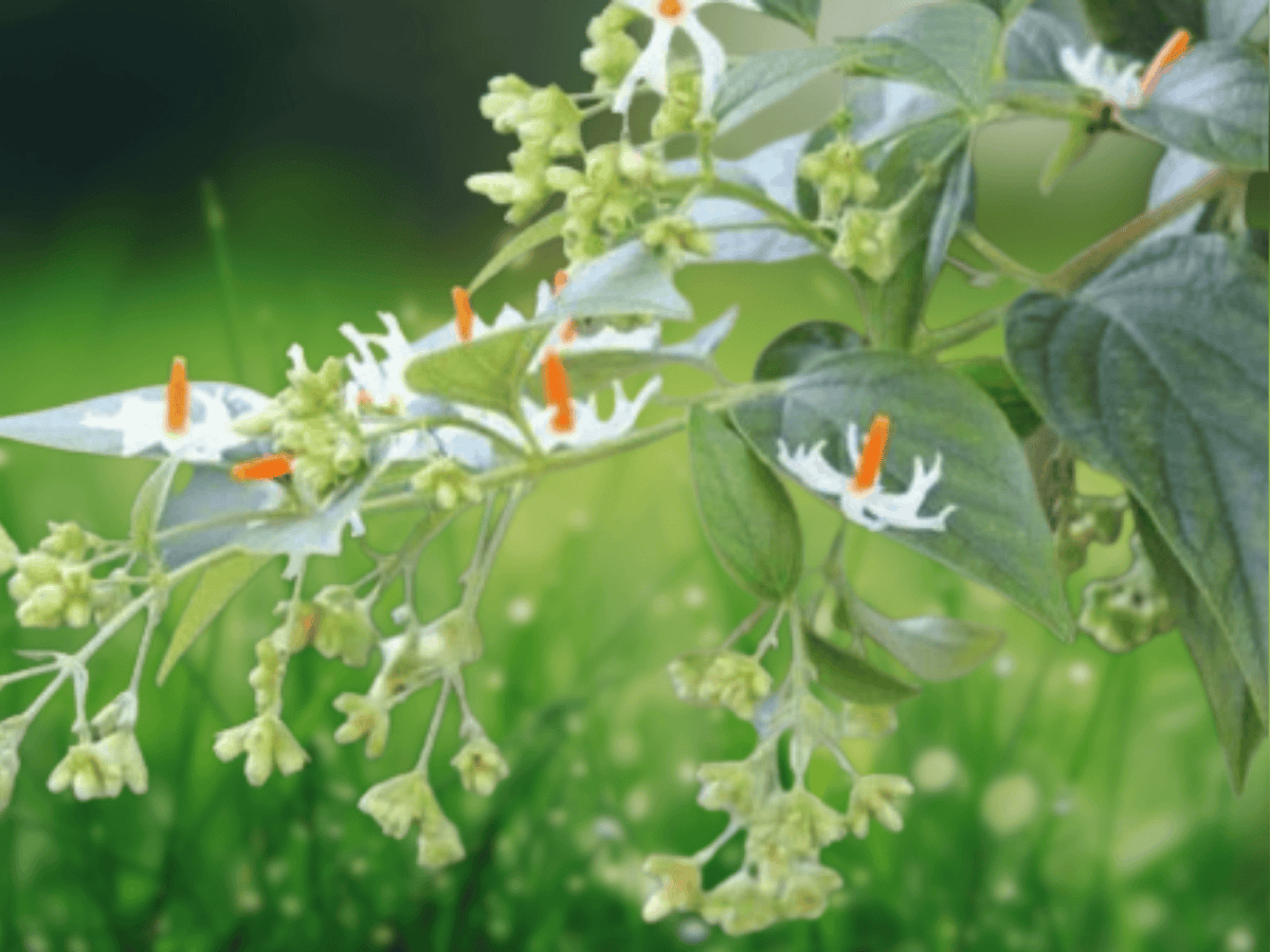 5 Seeds Nyctanthes arbor-tristis Night Flowering Jasmine Coral Jasmine Fragrant Ornamental Tree