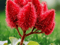 10 Seeds Bixa orellana (Lipstick Tree) True Red Seeds