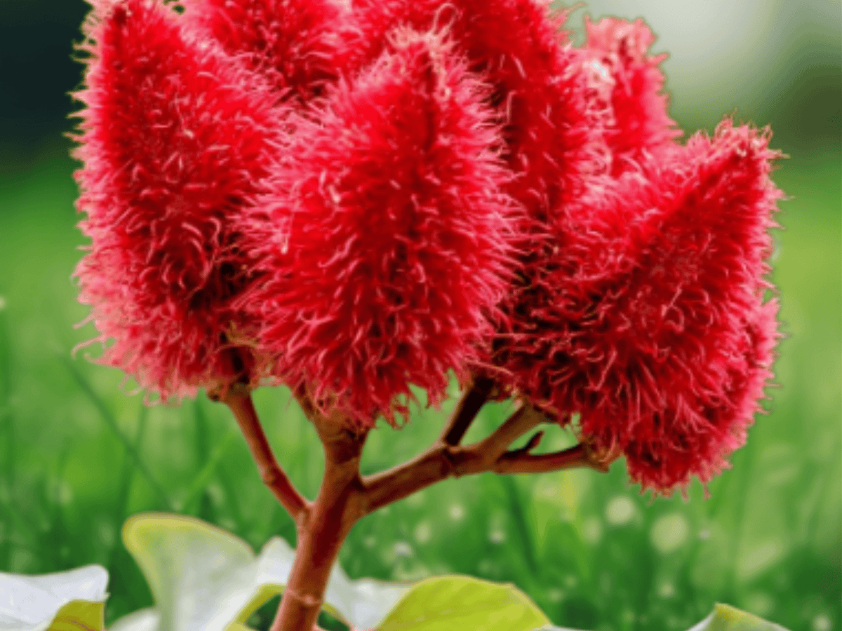 10 Seeds Bixa orellana (Lipstick Tree) True Red Seeds