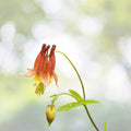 Eastern Red Columbine Seeds - Aquilegia Canadensis - 50+ Seeds, Native Wildflower, Free Shipping