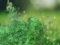 5 Seeds Hardy Asparagus Fern (Asparagus sprengeri) Ornamental Groundcover Plant