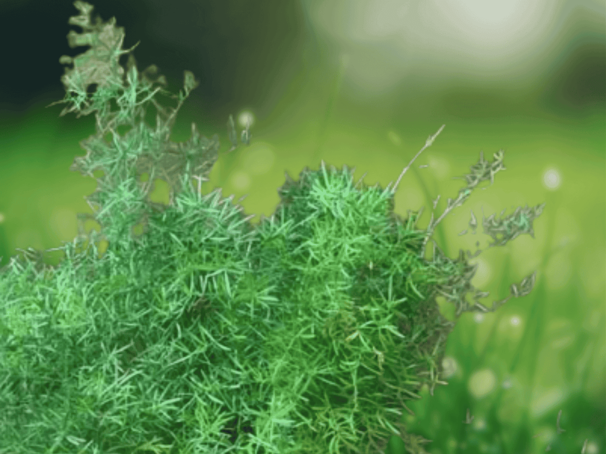 5 Seeds Hardy Asparagus Fern (Asparagus sprengeri) Ornamental Groundcover Plant