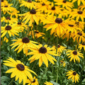 Rudbeckia Seeds 125+ Sahara Starlight Black-Eyed Susan Annual Flower Seeds Garden Rudbeckia hirta