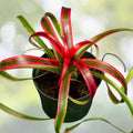 Neoregelia Bromeliad Plant - Variegated Green & White, Cherry Red Bloom - Neoregelia Hylaeaicum Pendula V. Brevifolia