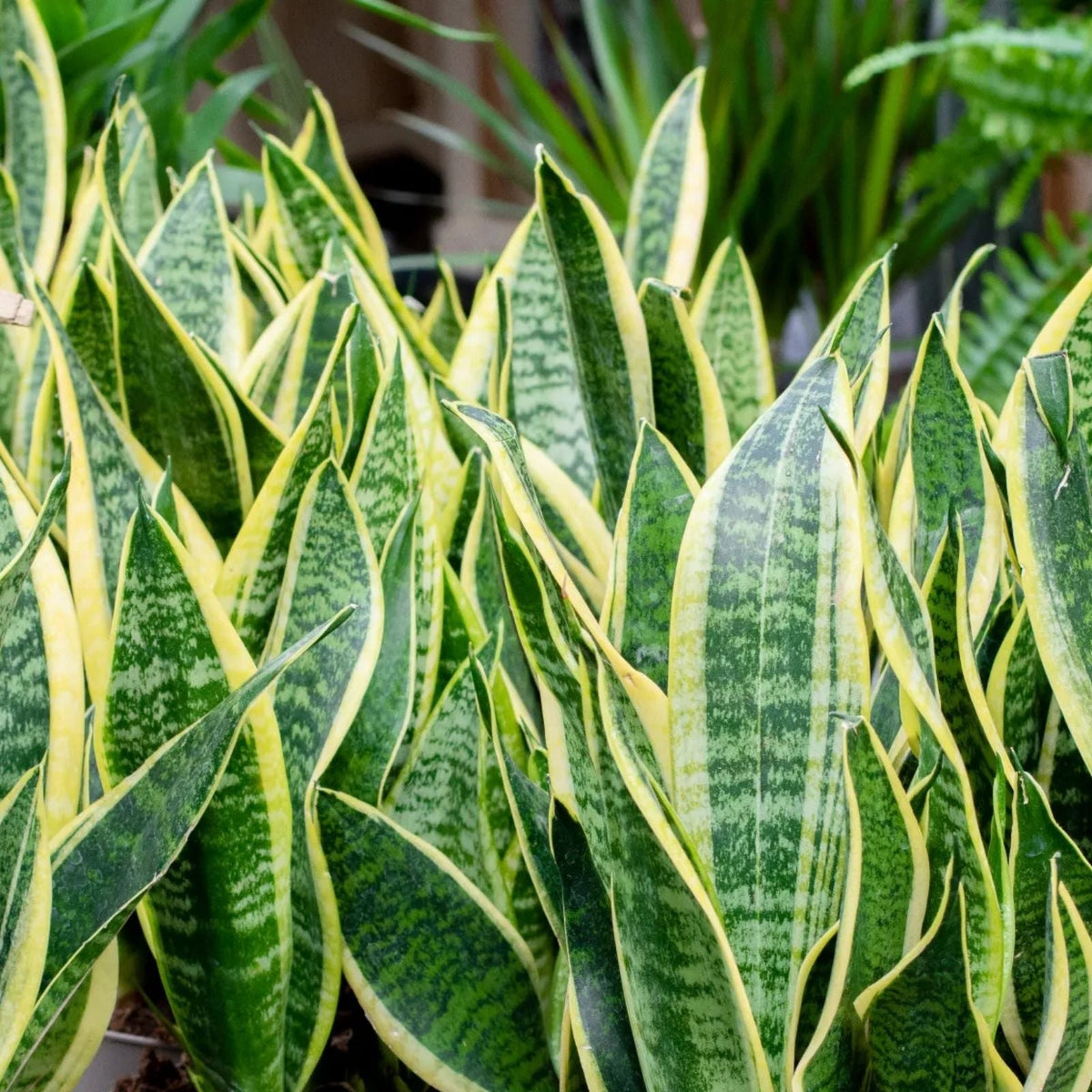 Snake Plant Cuttings with Roots, Mother-In-Law's Tongue, Sansevieria, Live Plant, 6-inch Pot