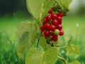 5 Seeds Heart Leaved Moonseed Vine Tinospora cordifolia Climbing Plant