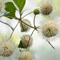 Buttonbush Seeds 100 Count - Cephalanthus occidentalis - Native Wetland Plant for Gardens and Pollinator Habitats