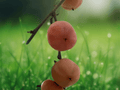 5 Seeds Diospyros virginiana American Persimmon Tree Fruit Seeds Native Edible Landscape