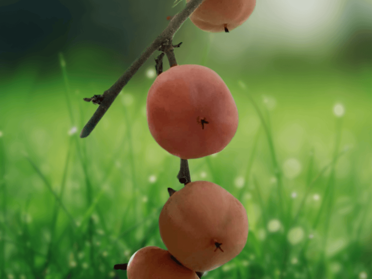 5 Seeds Diospyros virginiana American Persimmon Tree Fruit Seeds Native Edible Landscape