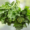 Broccoli Raab Seeds 500 Pack - Heirloom Rapini Non-GMO Vegetable Brassica rapa subsp. sylvestris
