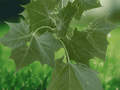 100 Seeds American Sycamore Platanus occidentalis Shade Tree Fast Growing