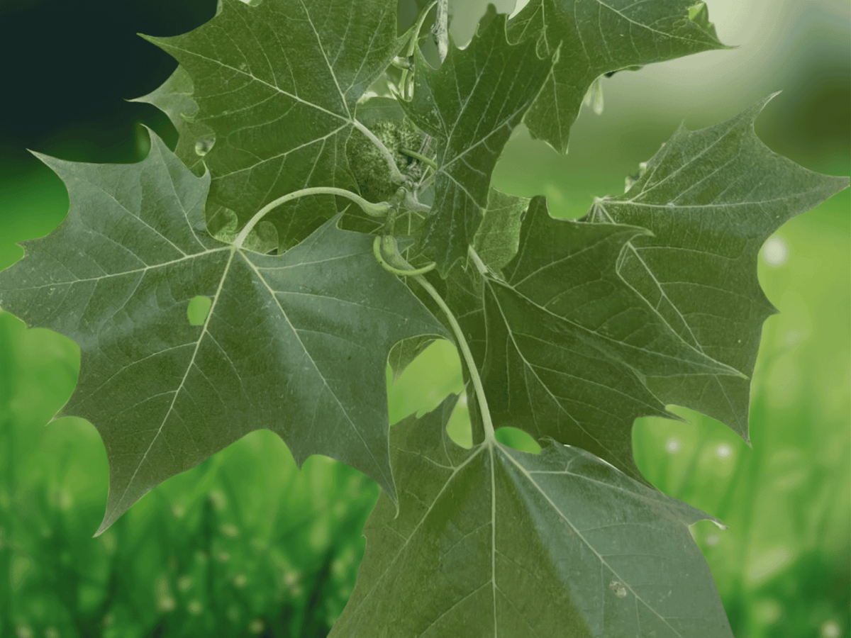 100 Seeds American Sycamore Platanus occidentalis Shade Tree Fast Growing