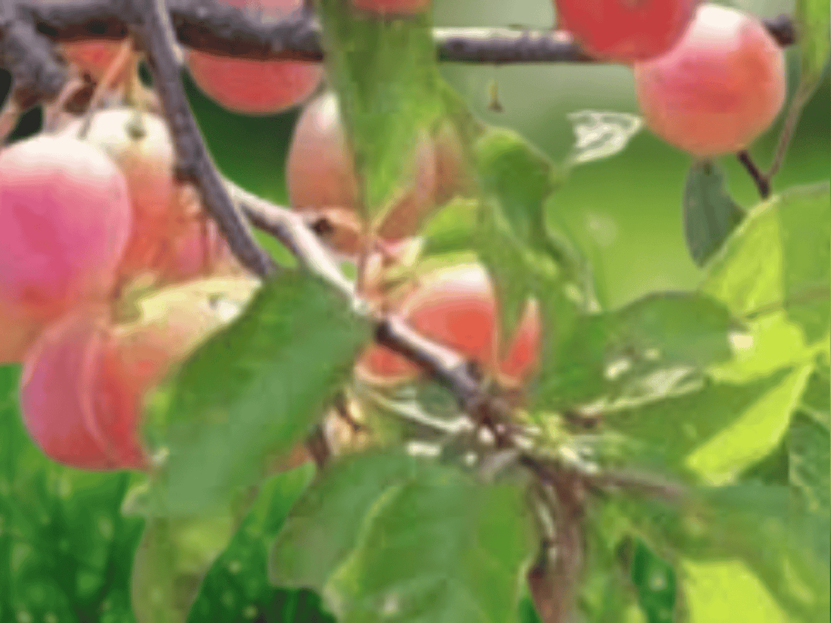 5 Live Plants Chickasaw Plum Tree 12 Inch Tall Prunus angustifolia Bare Root