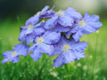 25 Seeds Blue Clematis Climbing Vine Sky Blue Blooms Easy Grow Perennial Trellis Fence Garden Cottage