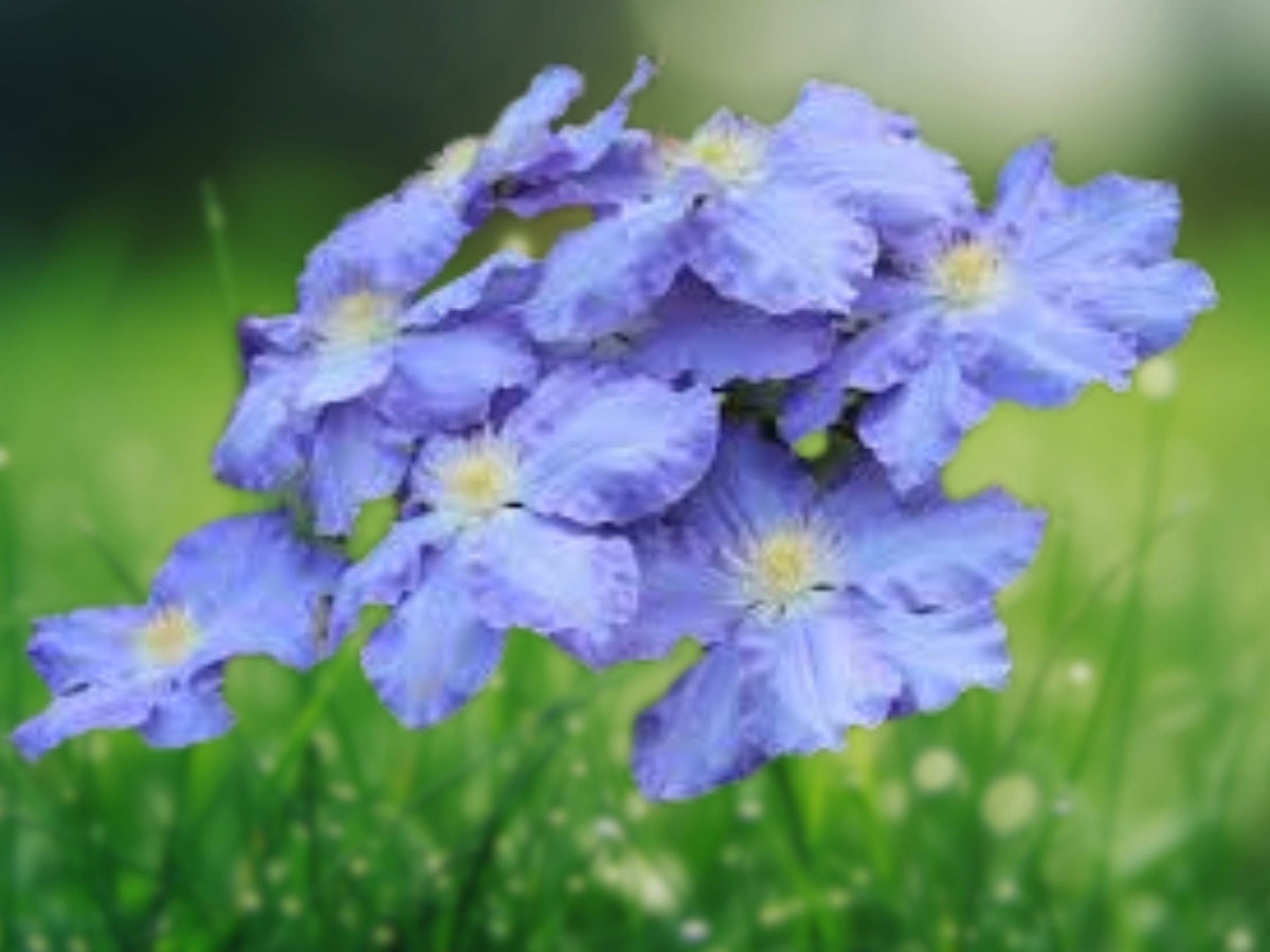 25 Seeds Blue Clematis Climbing Vine Sky Blue Blooms Easy Grow Perennial Trellis Fence Garden Cottage