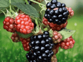 3 Live Plant Natchez Thornless Blackberry Rubus Starter Plug
