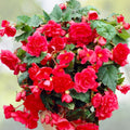 Pearl Aura Begonia Seeds 45 or 125 Non-GMO Flower Seeds Decorative Begonia for Home Gardening (Begonia)