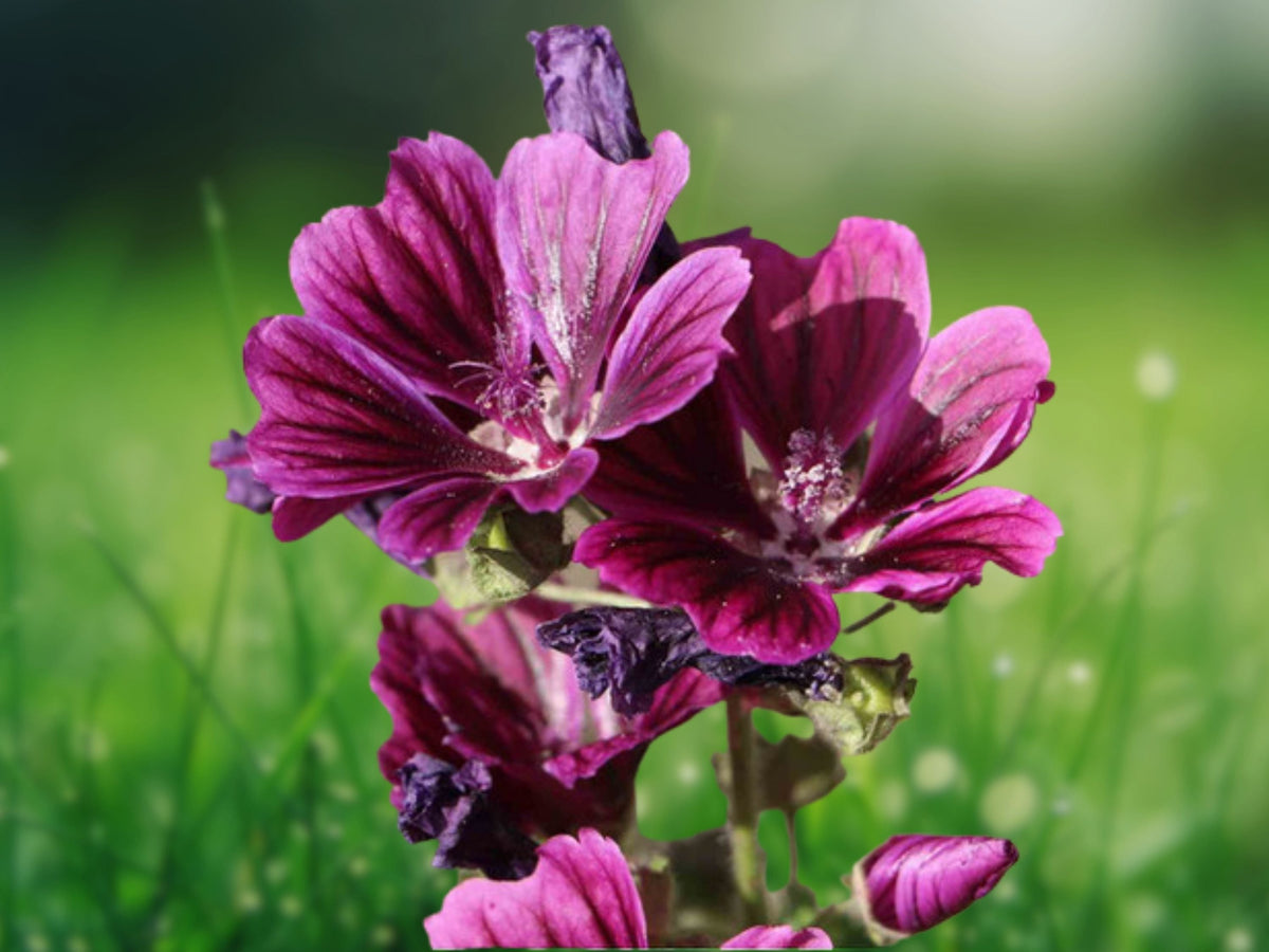 25 Seeds Merlin Purple Hollyhock Perennial Flower Deep Violet Hardy Tall Cottage Garden Border