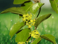 5 Seeds Ziziphus mucronata Buffalo Thorn African Native Fruit Tree Drought Tolerant