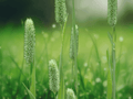 50 Seeds Phleum pratense Timothy Grass Ornamental Grass Seeds