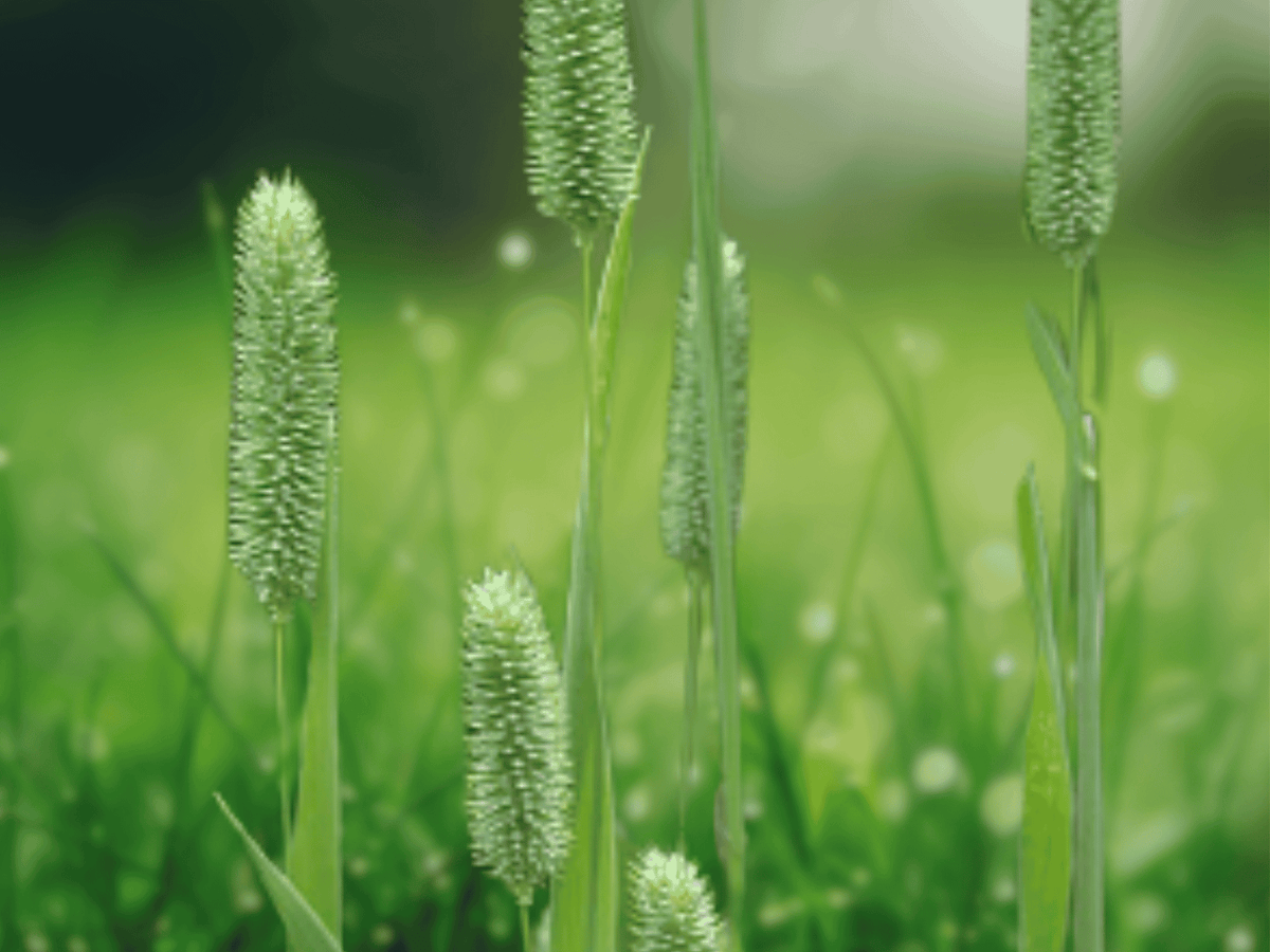 50 Seeds Phleum pratense Timothy Grass Ornamental Grass Seeds