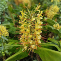 Yellow Spiral Ginger Cuttings - 3 Rooted Dimerocostus strobilaceous - Hawaii Grown - Tropical Plant Propagation