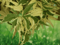 2.5 QT Live Plant Dwarf Upright Japanese Maple Tree Butterfly