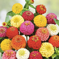 Giant California Zinnia Seeds 250 Count - Colorful Garden Flowers - Zinnia elegans