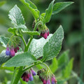 Russian Comfrey Cuttings Bocking 14 Cultivar Live Organic Herbal Plant Propagation Symphytum x uplandicum