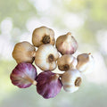 Organic Large Garlic Cloves Seeds for Planting   Allium sativum   12 Pack