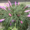 Tillandsia Cyanea Air Plant in 4" Pot | Tropical Bromeliad | Unique Houseplant for Home Decor | Tillandsia Cyanea