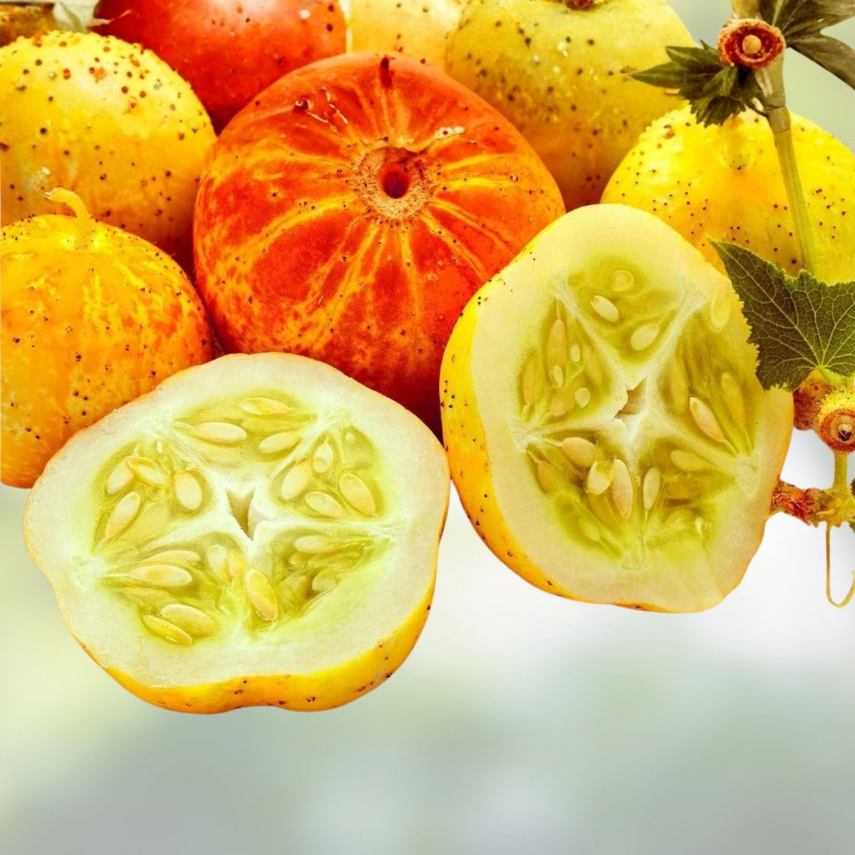 Lemon Cucumber Seeds 100+ Heirloom Exotic Vegetable for Garden Cucumis sativus