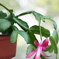 Thanksgiving Cactus Cuttings - Schlumbergera "Chelsea" - No Roots - Succulent Plant Propagation