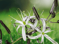 5 Seeds Wavy Leaved Soap Lily Chlorogalum pomeridianum Native Bulb Plant