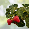 Savor Raspberry Seeds Bulk Pack Non-GMO Fruit Seeds Rubus idaeus 125 300 750 Seeds