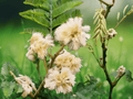 5 Seeds Acacia mearnsii Black Wattle Tree Fast Growing Evergreen Shade