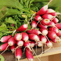 Heirloom Radish Seeds French Breakfast Variety Non-GMO 1000 Seeds Raphanus sativus for Home Gardening