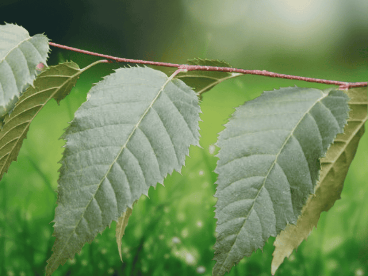 5 Seeds American Hornbeam Carpinus caroliniana Native Hardwood Tree
