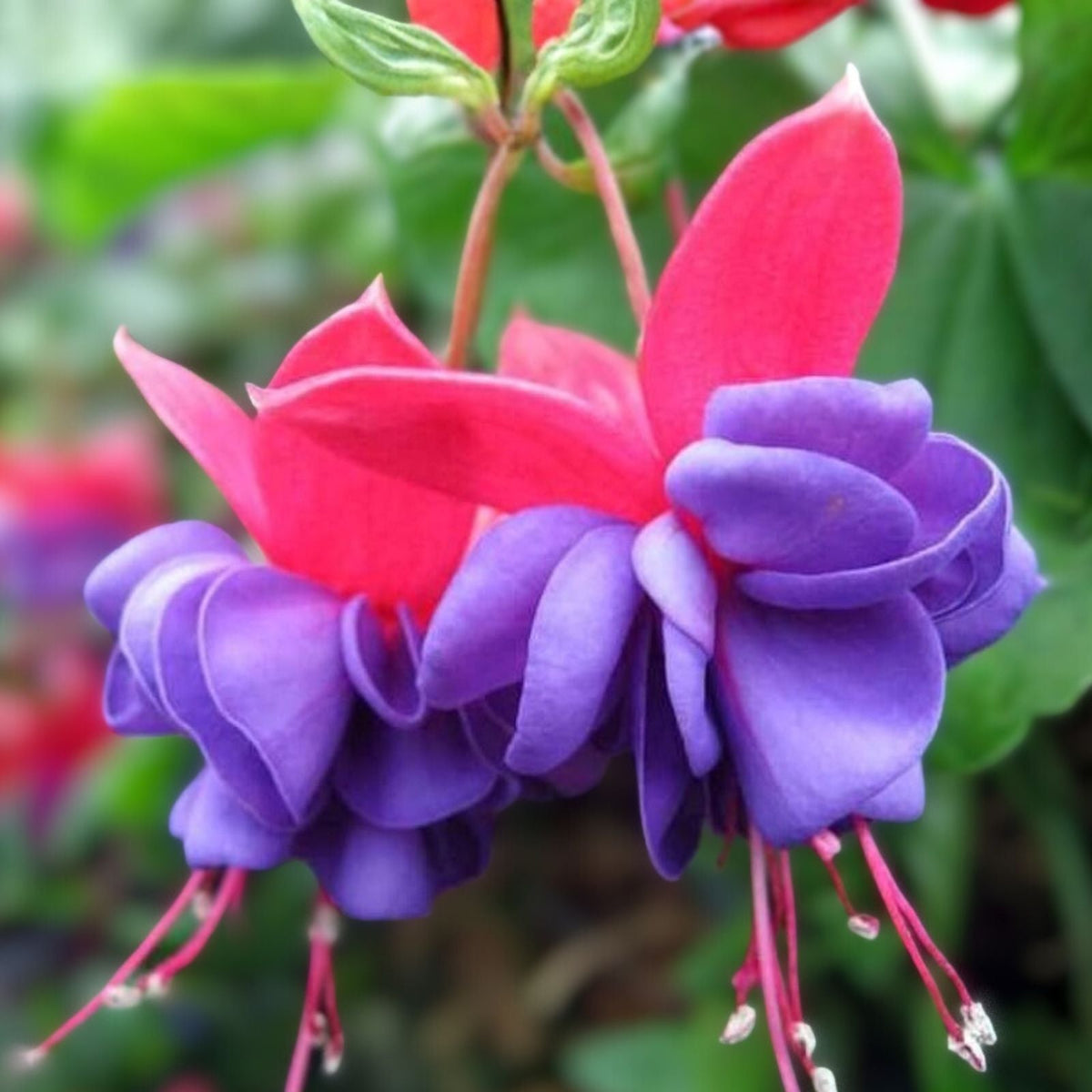 Fuchsia Live Plant - 6-8 Inches - Blue Eyes Variety - Well-Rooted in 3" Pot - Fuchsia magellanica