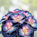 Begonia Seeds 45 or 125 Count Non-GMO Orchid Ecstasy Colorful Flower Varieties for Gardens and Pots Begonia × hybrida