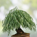 Chinese Weeping Willow Bonsai Cutting - Fast Growing Tree - Salix babylonica - Live Plant for Gardening and Landscaping