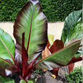 Abyssinian Banana Tree Seeds 5 Pack - Ensete ventricosum Tropical Fruit Ornamental Rare Plant Seeds