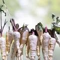 Parsnip Seeds 500 Count Harris Model Heirloom Non-GMO Vegetable Garden Seeds Pastinaca sativa
